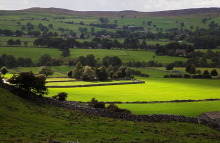 The study calls for more hedges, trees and stony habitats (Photo: CC0)