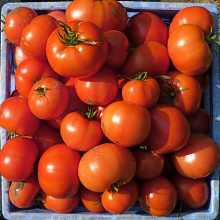 Who invented tomatoes? (Photo: Normanack/flickr.com)