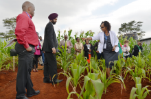 Maize trial plot in Thika, Kenya (Photo: FiBL, Franziska Hämmerli)