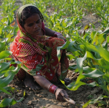 Most organic farmers live in India (M. DeFreese/CIMMYT)