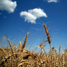Droughts hit cereal crops (Photo: SnoShuu/Flickr.com)