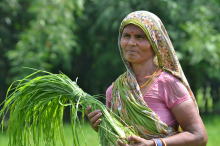 Woman farmer in India (Photo: V.Reddy/CCAFS)