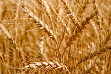 Deutsche Bank to keep dealing in agricultural-based financial products (Foto: Hedrowilson)