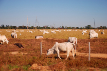 Brazil: Deforestation for cattle (Joelle Hernandez/Flickr.com)