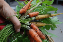 Healthy and sustainable food consumption patterns are needed (Photo: CC0)