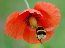 Hard times ahead for European bumble bees (Photo: Isidro Vila Verde/flickr)