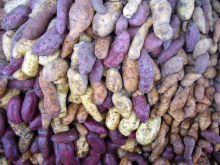 Plant genetic diversity is at risk (Photo: Luis Cordova)