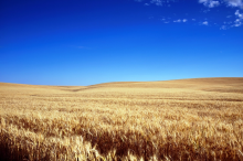 World cereal output is expected to increase in 2019 (Photo: CC0)