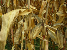 Droughts reduce crop yields (Photo: CC0)