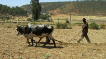 Factory farms are the problem, not small farmers and herders (Photo: CC0)
