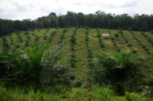Deforestation for oil palm plantations (Photo: CIFOR/flickr)