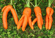 Oddball carrots (Photo: Larry Krause/flickr.com)