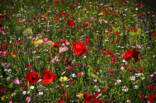 Flowering meadows are rich in species (Photo: CC0)