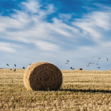 Farmland birds at threat (Photo: Emilio Küffer/Flickr.com)