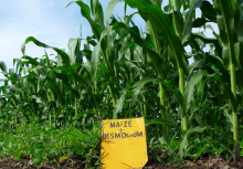 Maize and desmodium, a great team (Photo: Clément Girardot, bit.ly/CGira bit.ly/ccby-nc-sa20)