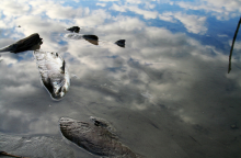 Chemical pollution: a threat to aquatic life (Photo: vanlaar/flickr)