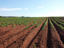 Agricultural soils are a crucial carbon sink (Photo: CC0)