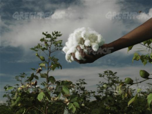 Cotton farming, India (Photo: Greenpeace International)