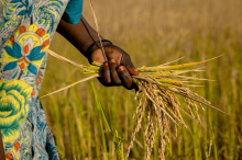 Harvesting rice (Photo: CC0/Pixabay)