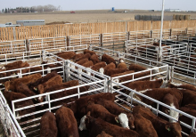 Today, 60% of all mammals on Earth are livestock (Photo: CC0)