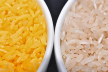 Golden Rice compared to white rice (Photo: IRRI Photos/flickr)