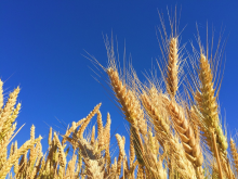 Low cereal prices will not automatically reduce hunger (Photo: CC0/Pixabay)