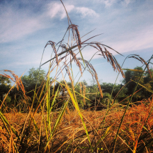 SRI rice ready for harvest (Photo: Oxfam/niawag/flickr)