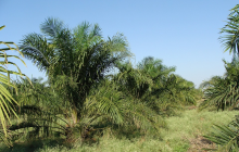 An oil palm plantation has replaced a forest (Photo: CC0)