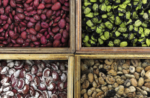 Variety of beans in a gene bank (Photo: Neil Palmer/CIAT)