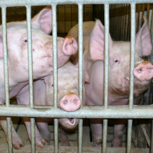 Antibiotics are frequently used on farms (Photo: Stefan Schwarzer/pixelio.de)
