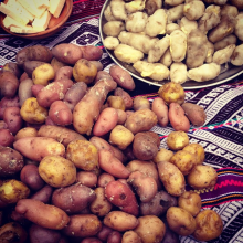 Andean potato varieties (Photo: Luigi Guarino/flickr.com)