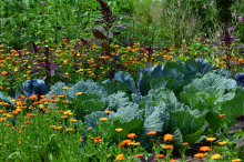 We need to transform the way food is produced (Photo: CC0)