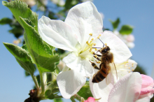 Bee pollinating an apple tree (Photo: Nikki Pirch/Flickr.com)