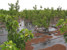 Jatropha plantation (Forest and Kim Starr/flickr)