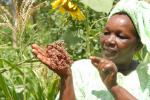 Die Rolle der Geschlechter spielt eine tragende Rolle beim Kampf gegen Armut und Hunger. Photo: Bioversity International/ Y. Wachira