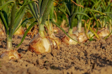 Onions waiting to be harvested (Photo: CC0)
