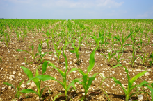 Grow in Vietnam: Maize for animal feed (Photo: CC0)