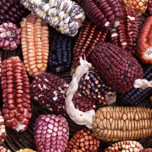 Biodiversity instead of GMOs (Photo: Jenny Maeling/Flickr.com)