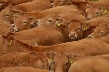 The meat and dairy industry is heating up the planet (Photo: CC0)