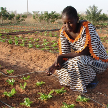 Drip irrigation (Photo: ICRISAT/Flickr.com)