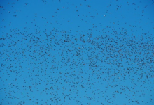 Locust swarm (Photo: CC0, bit.ly/Laikaac, bit.ly/ccBY-SA20)