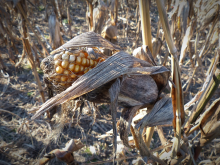 Droughts are affecting yields (Photo: CC0)