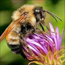 Bee at work (Photo: Stuart Williams/flickr.com)
