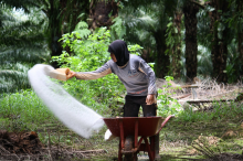 A worker fertilizing on oil palm plantation in Papua, Indonesia (Photo: Agus Andrianto / CIFOR, bit.ly/CIFOR_Fert, bit.ly/2_CC_BY-NC-ND_2-0)