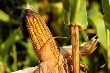Feed maize to people instead of animals, study says (Photos: CC0)