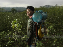 Farmer Spraying Crops, India (Photo: Peter Caton / Greenpeace)