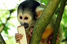 There must have been close contact with humans (Photo: S. Hermann & F. Richter, CC0)