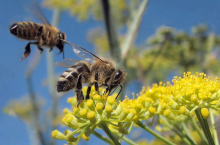 Busy bees at work (Photo: Jack Wolf/flickr.com)
