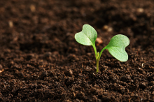 Organic soils have higher levels of soil organic matter and humic substances (Photo: CC0)