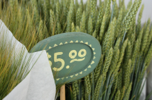 FAO: Cereal prices are up 12% from October 2011 (Photo: angrywayne/flickr)